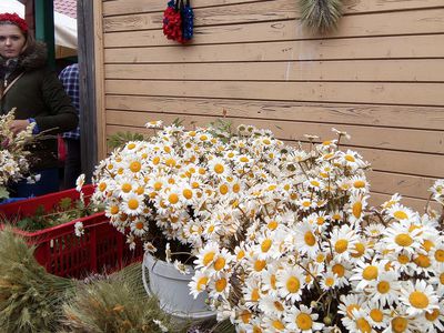 В Латвии готовятся к встрече Лиго (Фоторепортаж) - Литва и страны Балтии