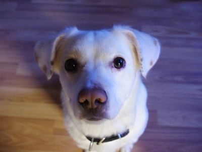 Участник № 62 конкурса «Мой домашний любимец» - Конкурсы для читателей