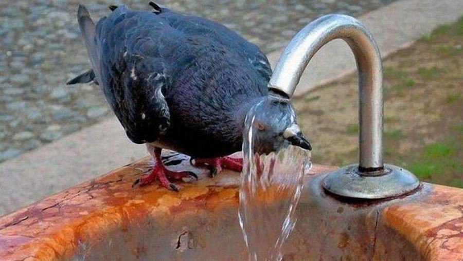 Жаркая погода вызывает стресс - Это интересно