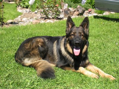 Участник № 39 конкурса «Мой домашний любимец» - Конкурсы для читателей