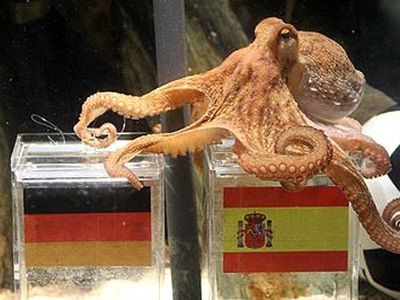 Умер знаменитый осьминог Пауль - Хобби, отдых и развлечения