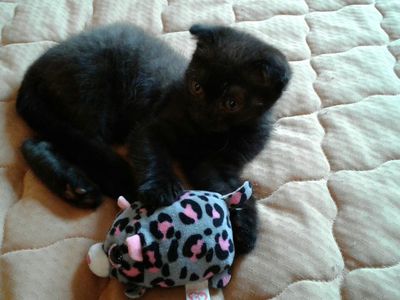 Участник № 47 конкурса «Мой домашний любимец» - Конкурсы для читателей