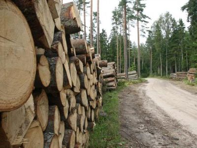 Šiemet nustatyta arti trijų šimtų neteisėtų miško kirtimų  - Lietuva ir Baltijos šalys