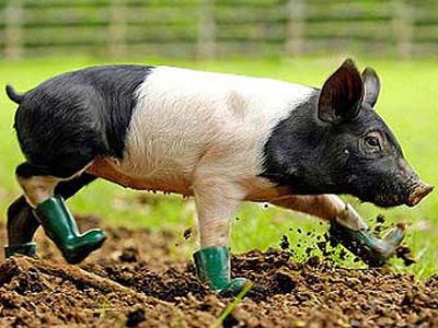 Брезгливого поросенка обули в резиновые сапоги - Хобби, отдых и развлечения