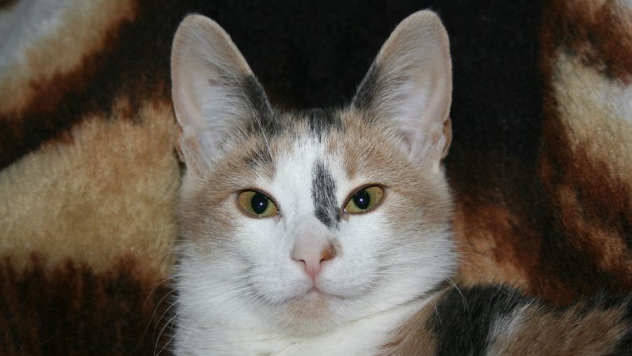 Участник № 70 конкурса «Мой домашний любимец» - Конкурсы для читателей