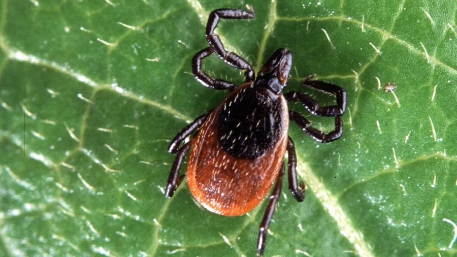 Специалист НЦОЗ: заболеваемость болезнями, переносимыми клещами, растет, но ситуация – не драматичная - Литва и страны Балтии