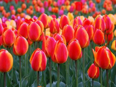 Moterys ir pavasaris - Visagine