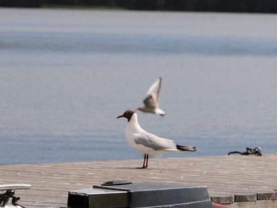 В Висагинасе зафиксирован случай птичьего гриппа А H5N1 (видео) - Служба региональных новостей