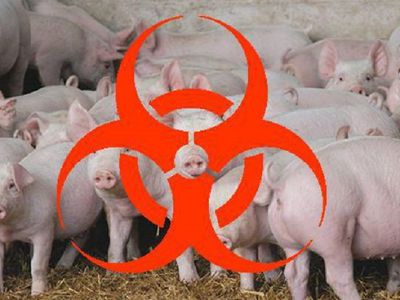 В Белоруссии подозревают новую вспышку АСЧ, но Минск это отрицает - В Мире