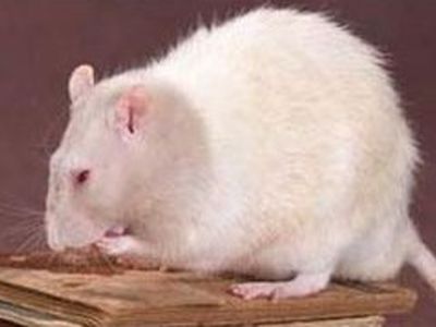 В Китае поймали гигантскую крысу, которая весит 11 килограммов - Хобби, отдых и развлечения