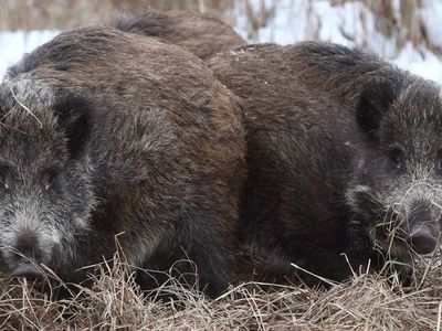 Охотник о приговоре кабанам: можно уничтожить, но хозяйственный ли это подход?
 - Литва и страны Балтии
