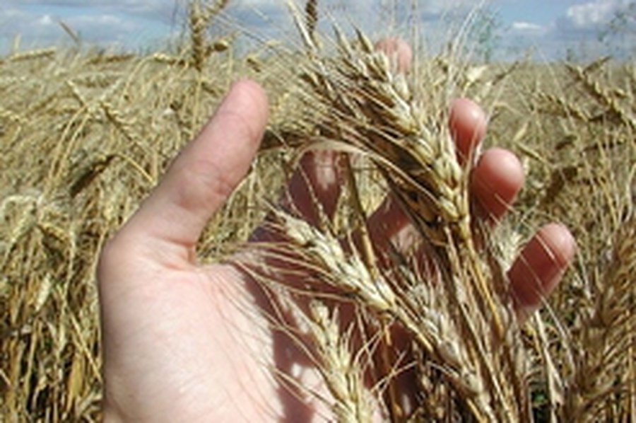 Засуха оставила мир без русского хлеба - В Мире