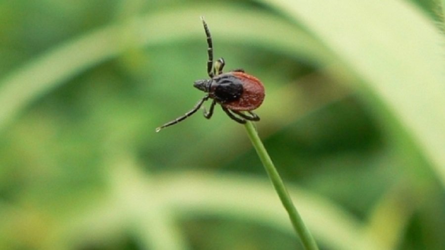 Lietuva - pirma pagal riziką užsikrėsti erkių platinamomis ligomis, išsiskiria dvi apskritys - Lietuva ir Baltijos šalys