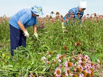 Хочешь заработать, да еще и с пользой для общества — имей терпение - Литва и страны Балтии