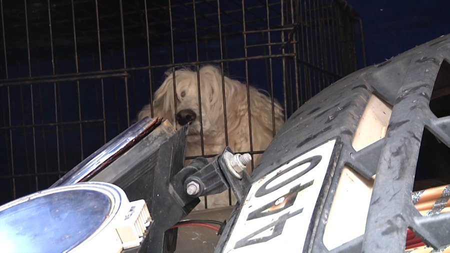 Цирк приехал... и уехал - В Висагинасе