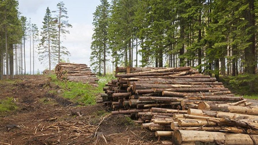 Общество не одобряет увеличение вырубки лесов - Литва и страны Балтии