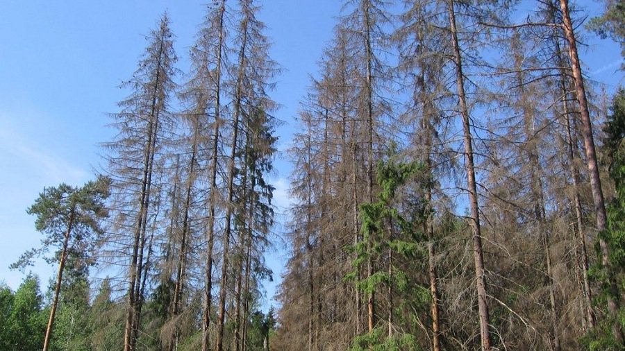 В Литве из-за засухи объявлена чрезвычайная ситуация национального масштаба - Литва и страны Балтии