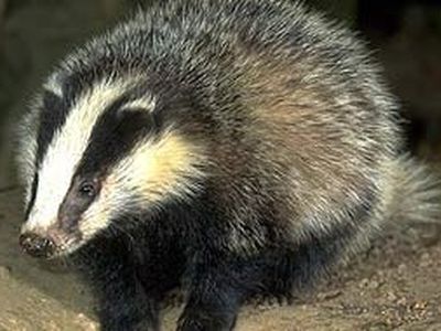 Немецкая полиция задержала пьяного барсука - Хобби, отдых и развлечения