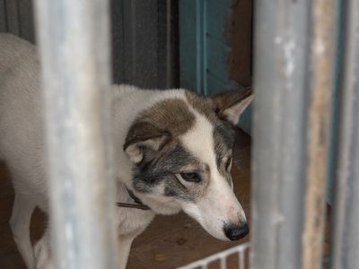 Агрессивные собаки, нападавшие на кошек, помещены в приют для животных (видео) - В Висагинасе