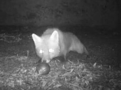 Французского лиса уличили в краже шаров для петанка                                 - Хобби, отдых и развлечения