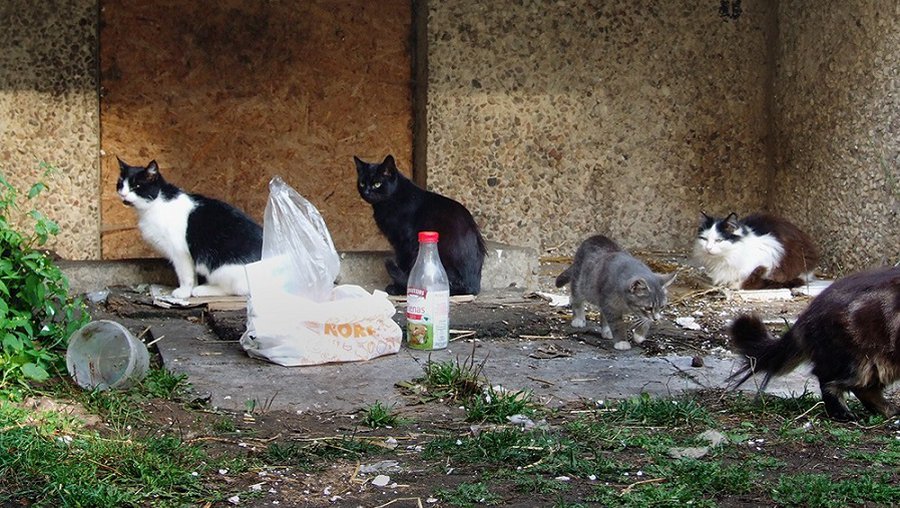 Мы в ответе за тех, кого приручили - В Висагинасе