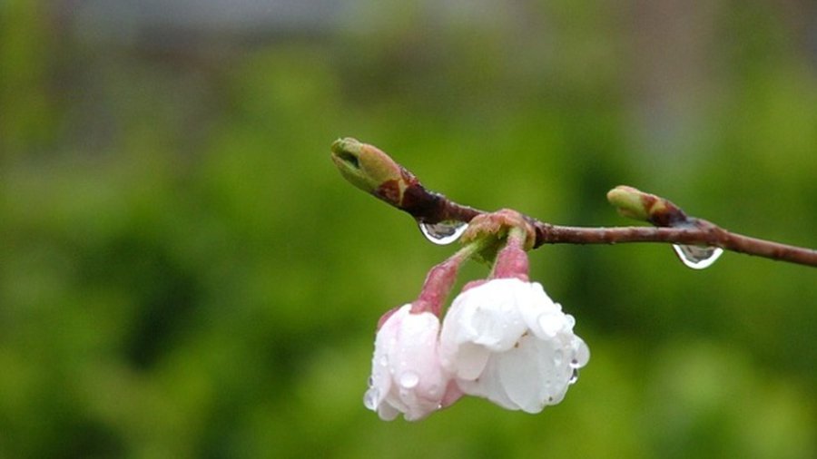 Погода: В ближайшие дни в Литве потеплеет, возможны дожди - Литва и страны Балтии