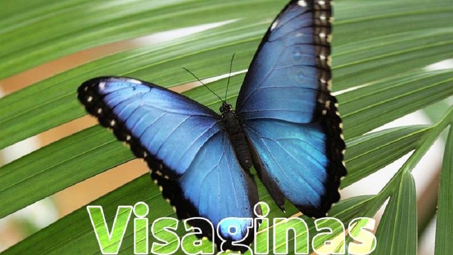 Новое общественное движение "Висагинас - это мы тоже" (первоапрельская шутка) - В Висагинасе