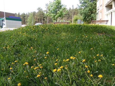 Покос травы во дворах начнется с 31 мая - В Висагинасе