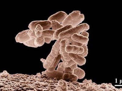 Lietuvos daržovių augintojai kompensacijų negaus                 - Lietuva ir Baltijos šalys