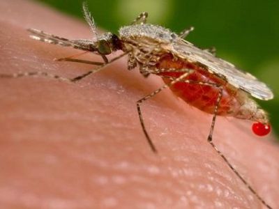 В Клайпеде зафиксирован случай малярии - Наука и здоровье