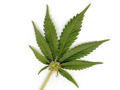 Марихуана разрушает память - Наука и здоровье