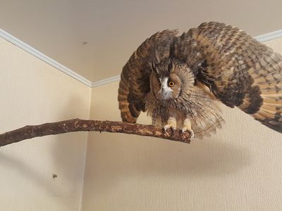 Участник №26 конкурса «Мой домашний любимец» - Конкурсы для читателей