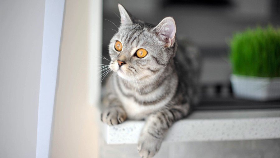 Участник №28 конкурса «Мой домашний любимец» - Конкурсы для читателей