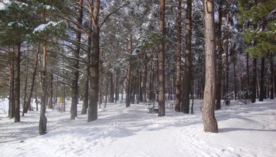 Наш город в лесу, а лес не наш  - В Висагинасе