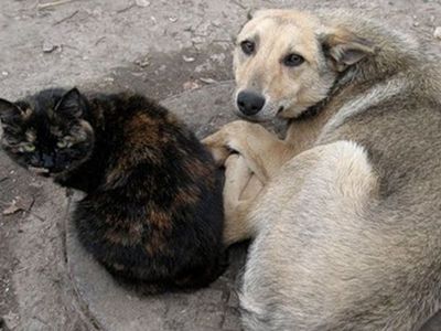 Получены средства на вакцинацию бездомных животных - В Висагинасе