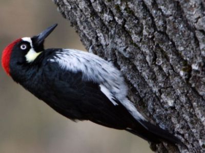 Жителям не дает покоя поселившийся в стене дома дятел - Литва и страны Балтии