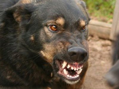 В Литве запретили бойцовских собак держать в многоквартирных домах


  - Литва и страны Балтии