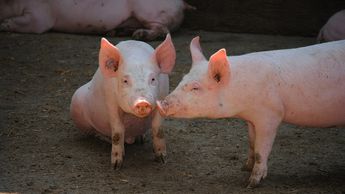 Свиноводам еще в этом году будет выплачено 2,2 млн. евро помощи