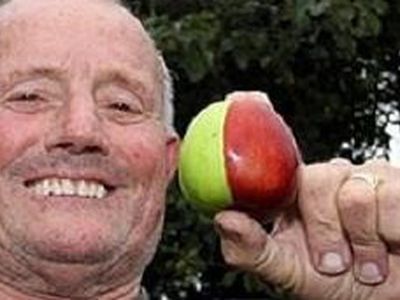 Британский пенсионер вырастил в саду странное яблоко - Хобби, отдых и развлечения