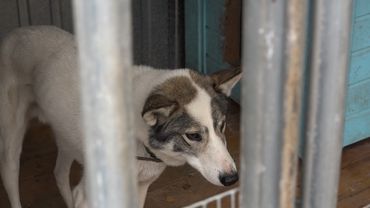 Агрессивные собаки, нападавшие на кошек, помещены в приют для животных (видео)