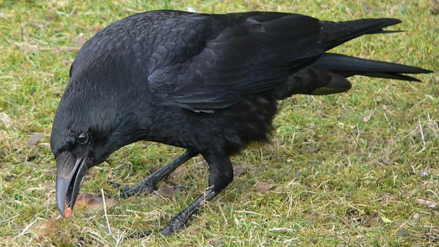 Вернувшихся птиц встретили выстрелами - Литва и страны Балтии