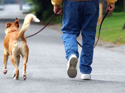 В Нью-Йорке примут закон о собачьих фекалиях                 - Хобби, отдых и развлечения