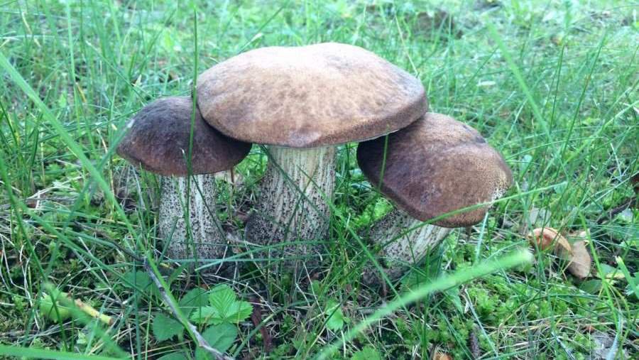 Фото № 13 конкурса «Осенние дары леса» - Конкурсы для читателей