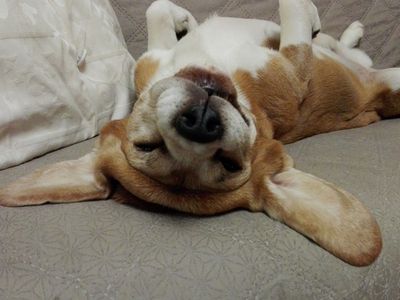 Участник № 51 конкурса «Мой домашний любимец» - Конкурсы для читателей