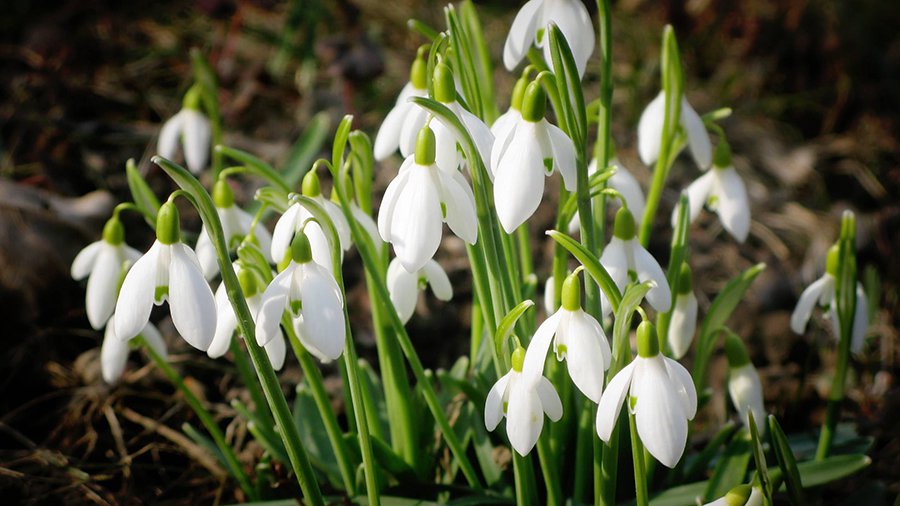 Прогноз: в Литву придёт весеннее тепло - Литва и страны Балтии