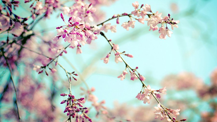 Прогноз: весна в Литве наступит вовремя - Литва и страны Балтии