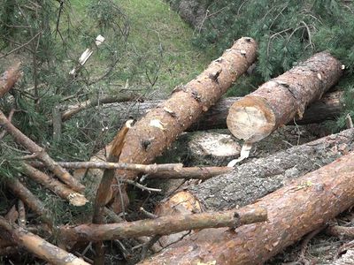 Вырубка почти двухсот деревьев повергла в шок жителей Висагинаса (видео) - В Висагинасе
