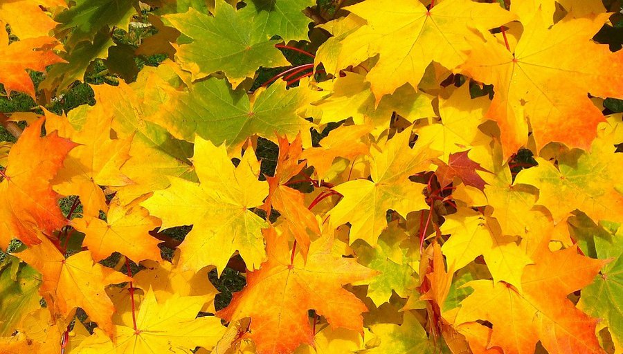 Летнее тепло уходит из Литвы, идет осенняя прохлада - Литва и страны Балтии