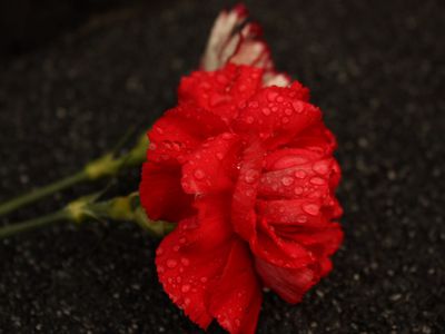 Соболезнуем коллеге ...                                                                                                                                - Новости TTS