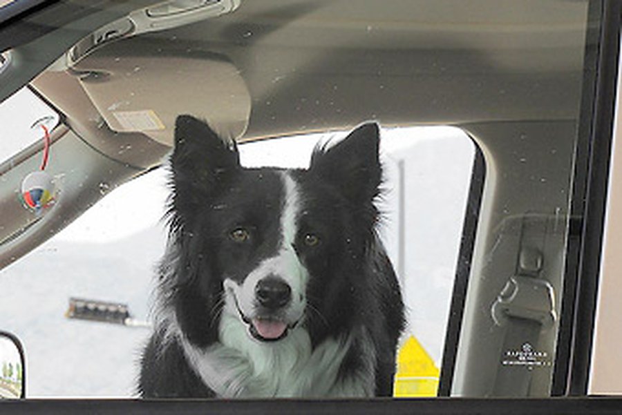 Собаки-угонщики попытались скрыться с места ДТП                                 - Хобби, отдых и развлечения